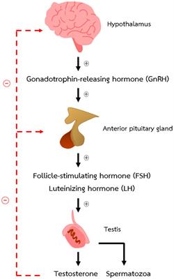 Male reproductive phenotypes of genetically altered laboratory mice (Mus musculus): a review based on pertinent literature from the last three decades